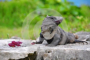 Caribbean Iguana, Mexico