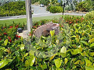 Caribbean Iguana sitting in a bush