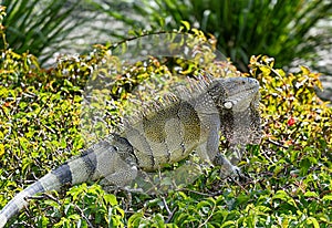 Caribbean iguana