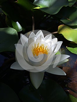 Caribbean Lotus