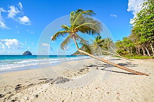 Caribbean martinique beach coconut near the Diamant photo