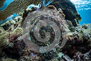 Caribbean Octopus on Reef in Belize