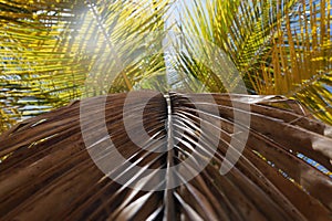 Caribbean Palm photo