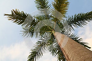 Caribbean Palm Tree