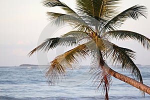 Caribbean palm tree