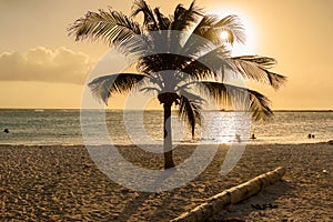 Caribbean palm tree at sunset in Aruba