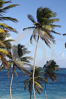 Caribbean Palm trees in the wind