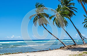 Caribbean Palms Beach