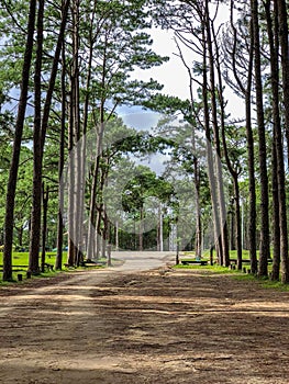 Caribe pino en cría Área 