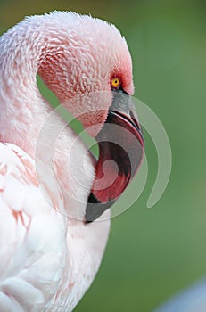 Caribbean pink flamingo close up