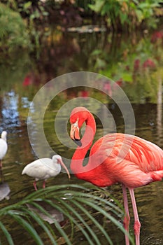 Caribbean Pink flamingo Phoenicopterus ruber