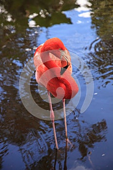 Caribbean Pink flamingo Phoenicopterus ruber