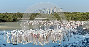 Caribbean pink flamingo at Ras al Khor Wildlife Sanctuary, a wetland reserve in Dubai, United Arab Emirates,