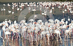 Caribbean pink flamingo at Ras al Khor Wildlife Sanctuary, a wetland reserve in Dubai, United Arab Emirates,