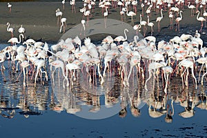 Caribbean pink flamingo at Ras al Khor Wildlife Sanctuary, a wetland reserve in Dubai, United Arab Emirates,
