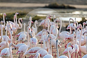 Caribbean pink flamingo at Ras al Khor Wildlife Sanctuary, a wetland reserve in Dubai, United Arab Emirates