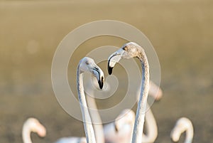 Caribbean pink flamingo at Ras al Khor Wildlife Sanctuary, a wetland reserve in Dubai, United Arab Emirates