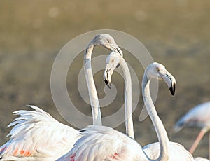 Caribbean pink flamingo at Ras al Khor Wildlife Sanctuary, a wetland reserve in Dubai, United Arab Emirates