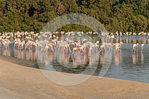 Caribbean pink flamingo at Ras al Khor Wildlife Sanctuary, a wetland reserve in Dubai, United Arab Emirates