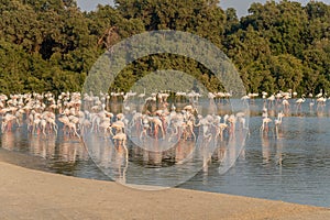 Caribbean pink flamingo at Ras al Khor Wildlife Sanctuary, a wetland reserve in Dubai, United Arab Emirates