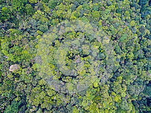 Caribbean Rain Forest Aerial UNESCO Biosphere Reserve