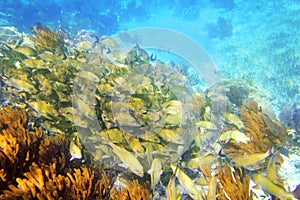 Caribbean reef Grunt fish school Mayan Riviera photo