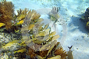 Caribbean reef Grunt fish school Mayan Riviera