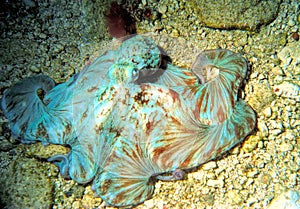A Caribbean Reef Octopus Hunts at Night photo