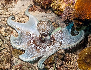 Caribbean reef octopus, Octopus briareus