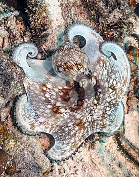 Caribbean reef octopus,Octopus briareus