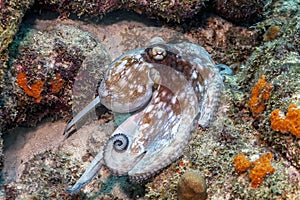 Caribbean reef octopus,Octopus briareus