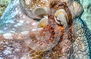 Caribbean reef octopus,Octopus briareus