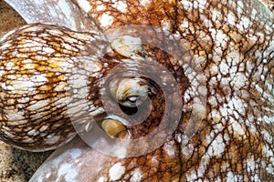 Caribbean reef octopus,Octopus briareus