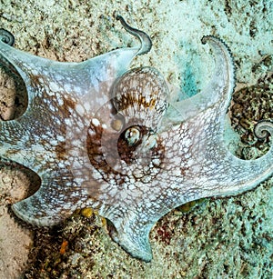 Caribbean reef octopus,Octopus briareus