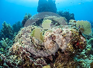 Caribbean Reef Octopus (Octopus briareus)