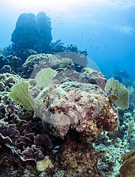 Caribbean Reef Octopus (Octopus briareus)