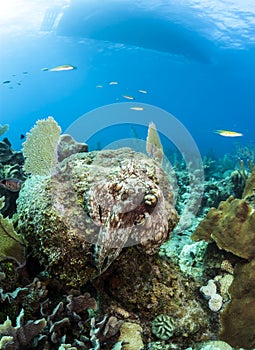 Caribbean Reef Octopus (Octopus briareus) i