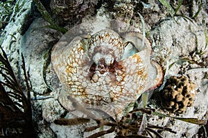 Caribbean Reef Octopus on Seafloor