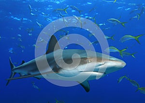 Caribbean Reef Shark