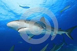 Caribbean Reef Shark