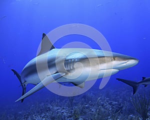 Caribbean Reef Shark