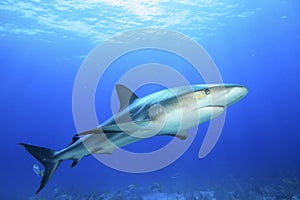 Caribbean Reef Shark