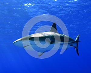 Caribbean Reef Shark