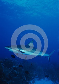 Caribbean Reef Shark