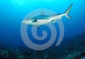 Caribbean reef shark