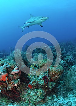 Caribbean reef shark