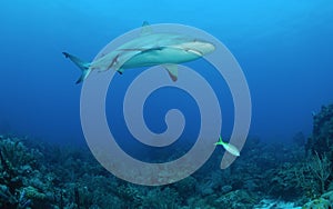 Caribbean reef shark