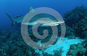 Caribbean reef shark