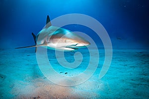 Caribbean Reef Shark