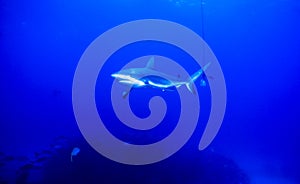 Caribbean reef shark